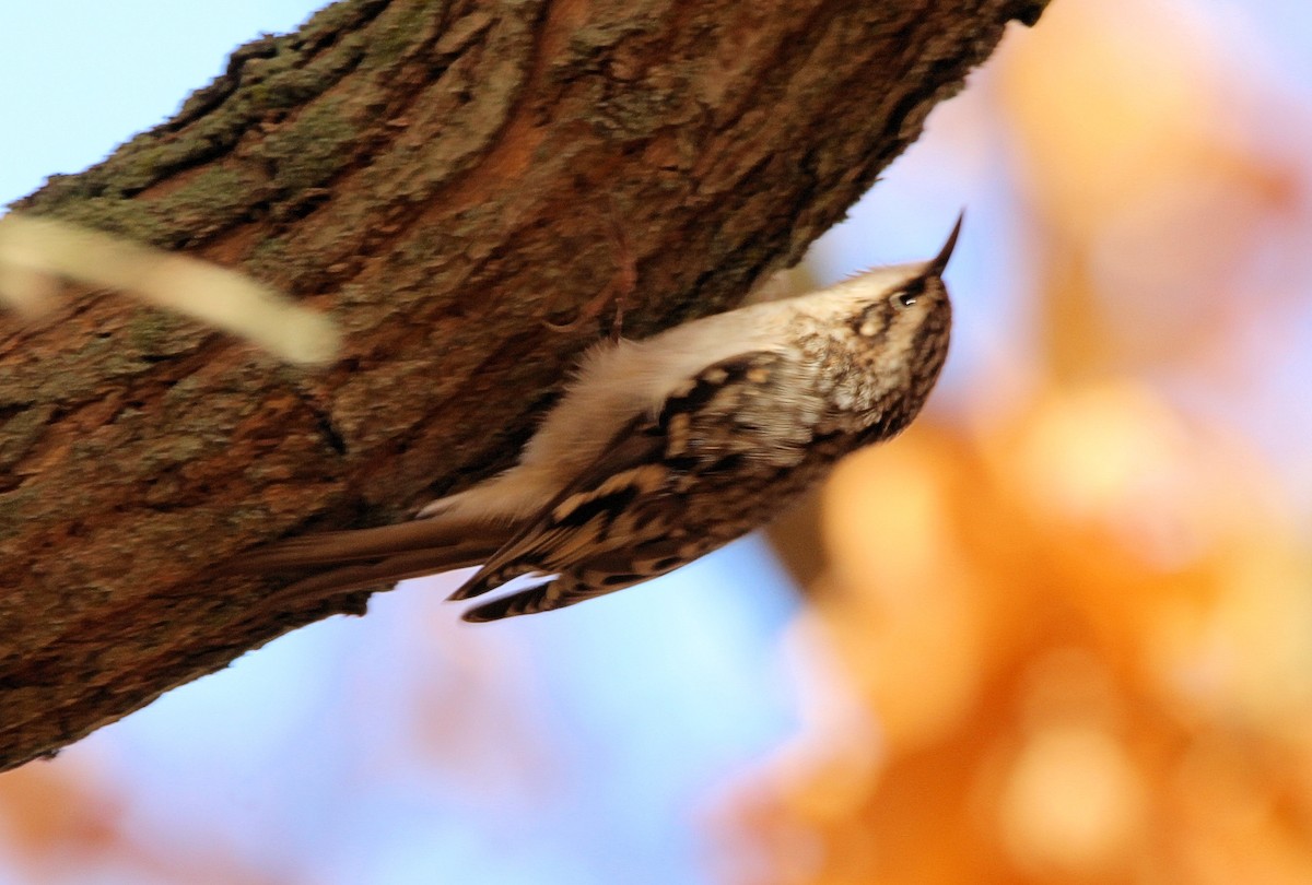 Brown Creeper - ML625404913