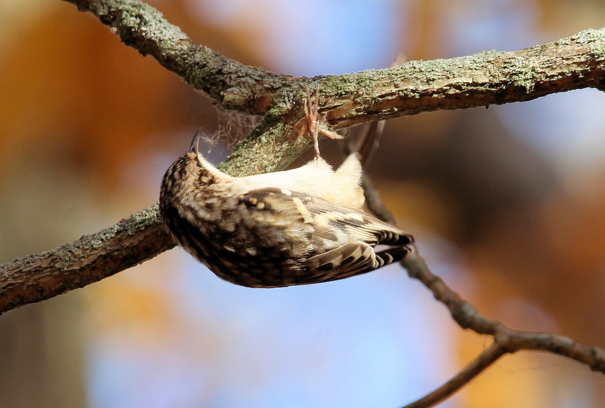 Brown Creeper - ML625404914