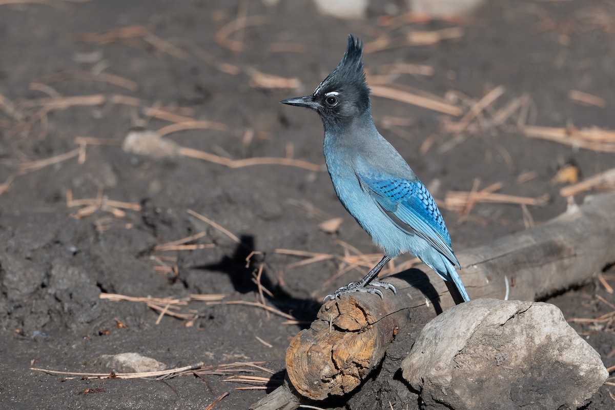 Steller's Jay - ML625404947