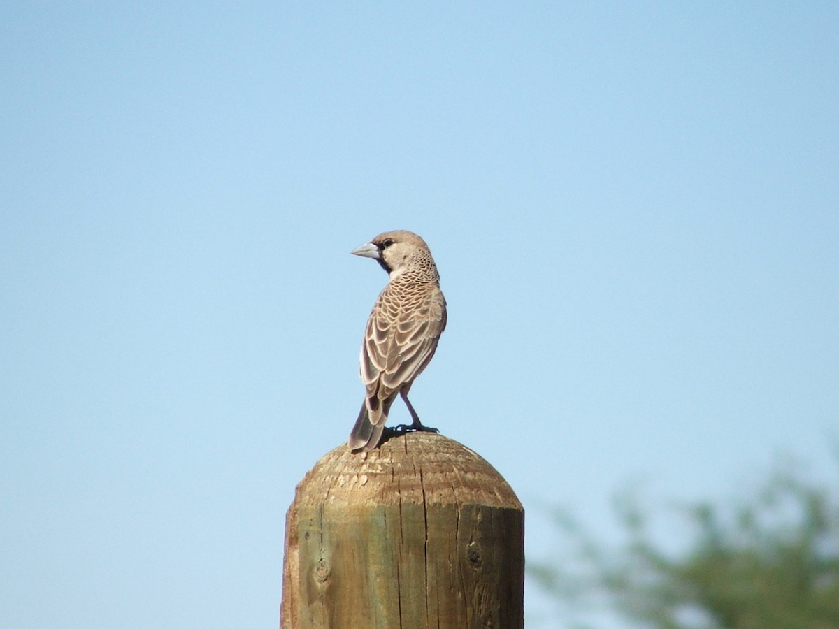 Sociable Weaver - ML625404976