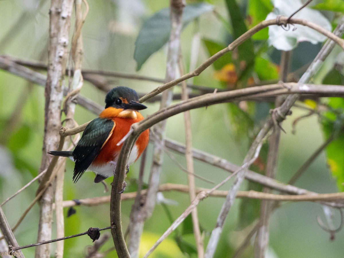 American Pygmy Kingfisher - ML625405009