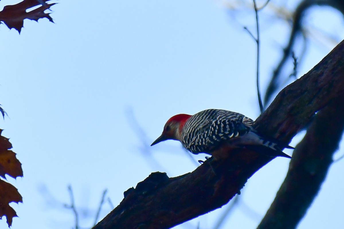 Red-bellied Woodpecker - ML625405056