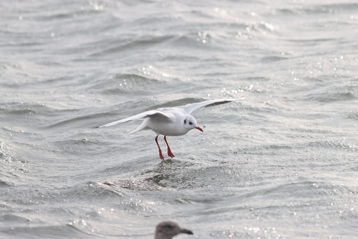 Black-headed Gull - ML625405087