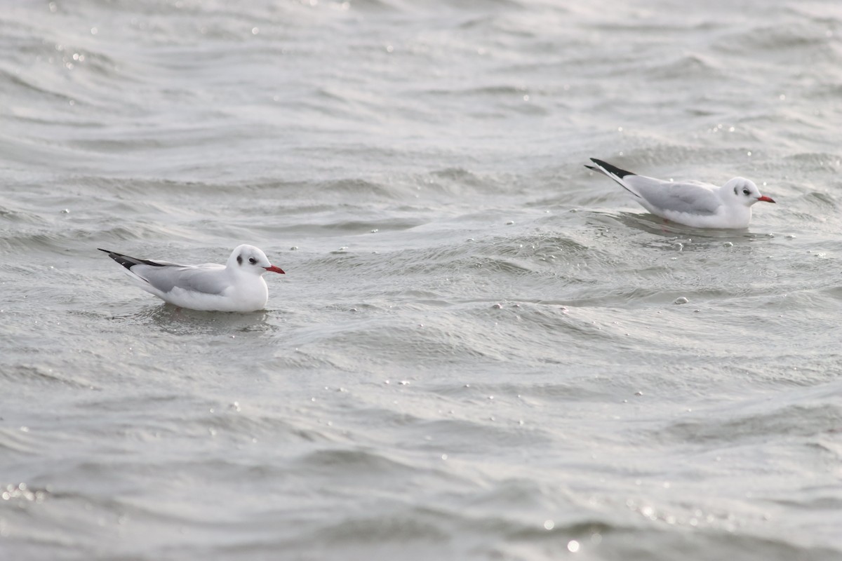 Black-headed Gull - ML625405097