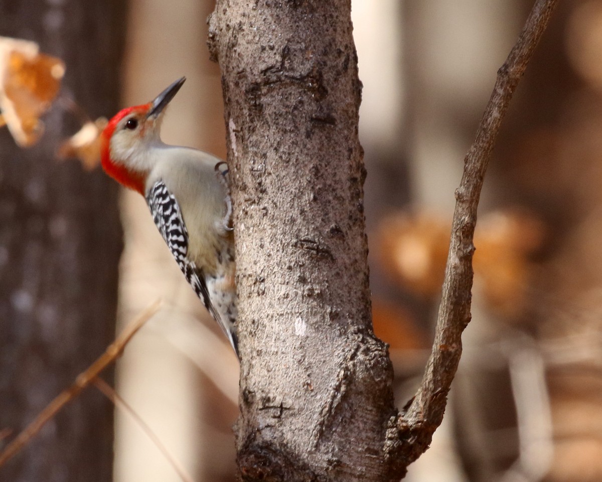 Red-bellied Woodpecker - ML625405107