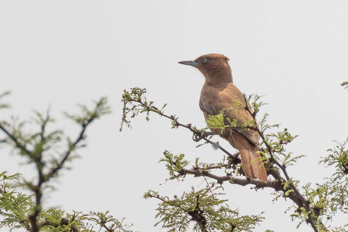 Brown Cacholote - Antonio Xeira