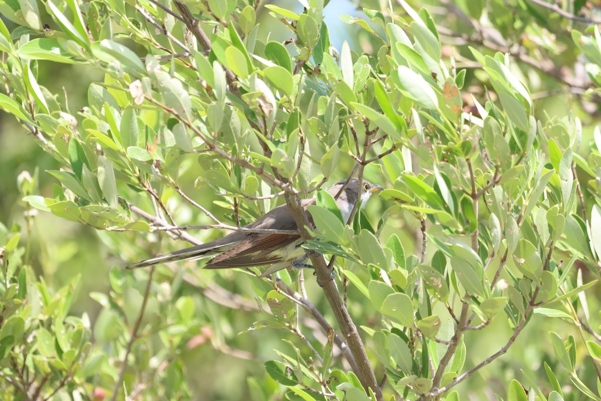 Yellow-billed Cuckoo - ML625405305