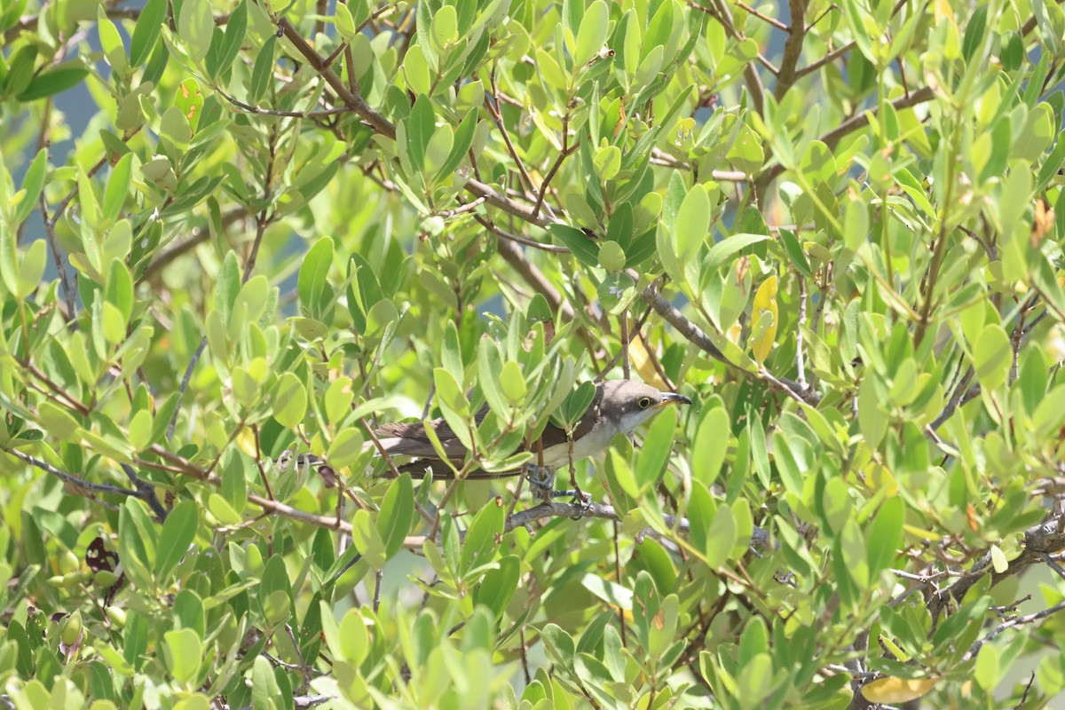 Yellow-billed Cuckoo - ML625405306