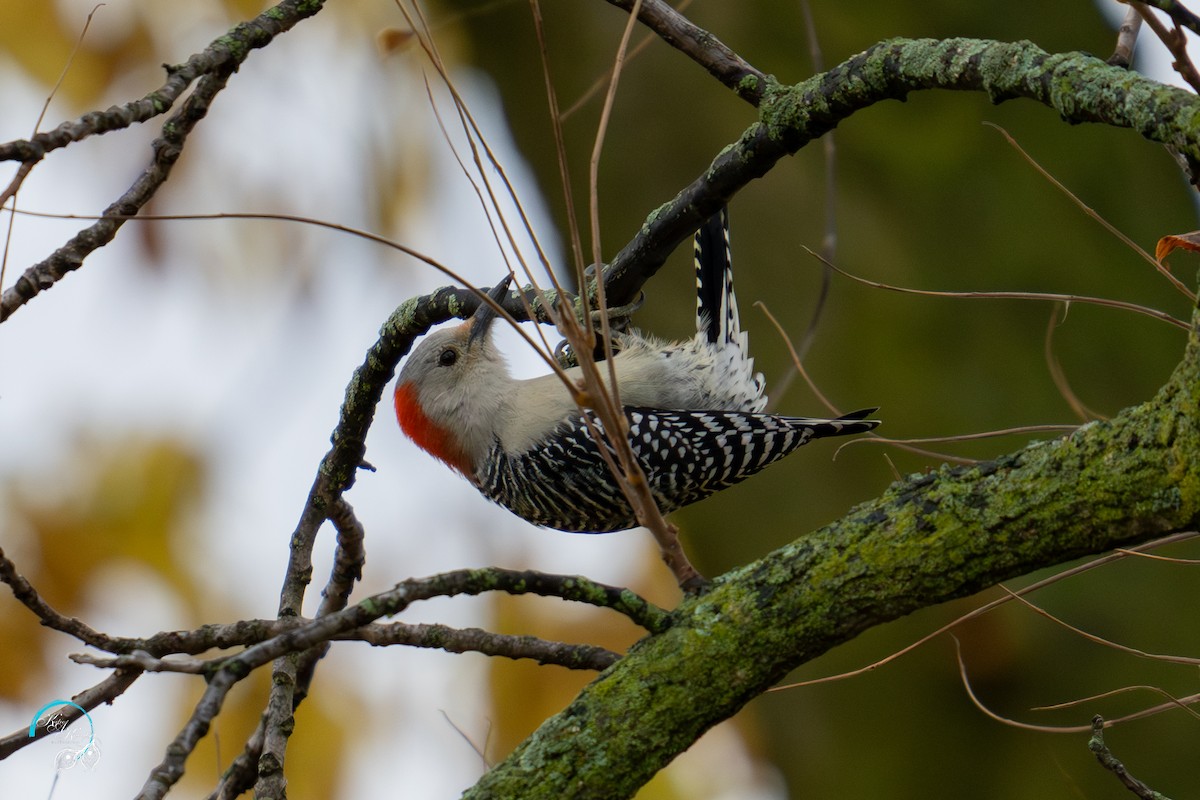 Red-bellied Woodpecker - ML625405307