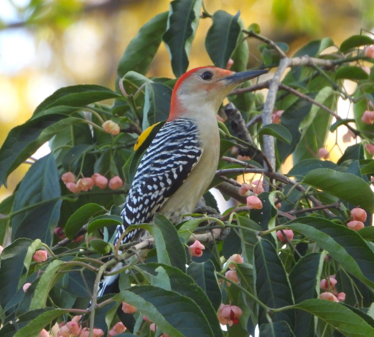 Red-bellied Woodpecker - Janet Pellegrini