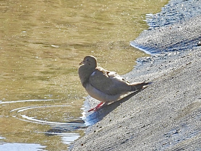 Mourning Dove - ML625405427