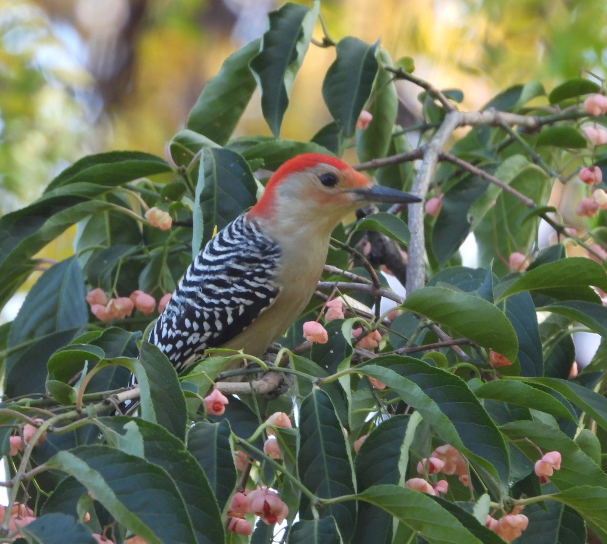 Red-bellied Woodpecker - ML625405449