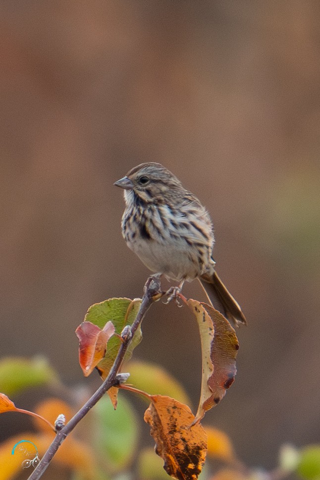 Song Sparrow - ML625405466
