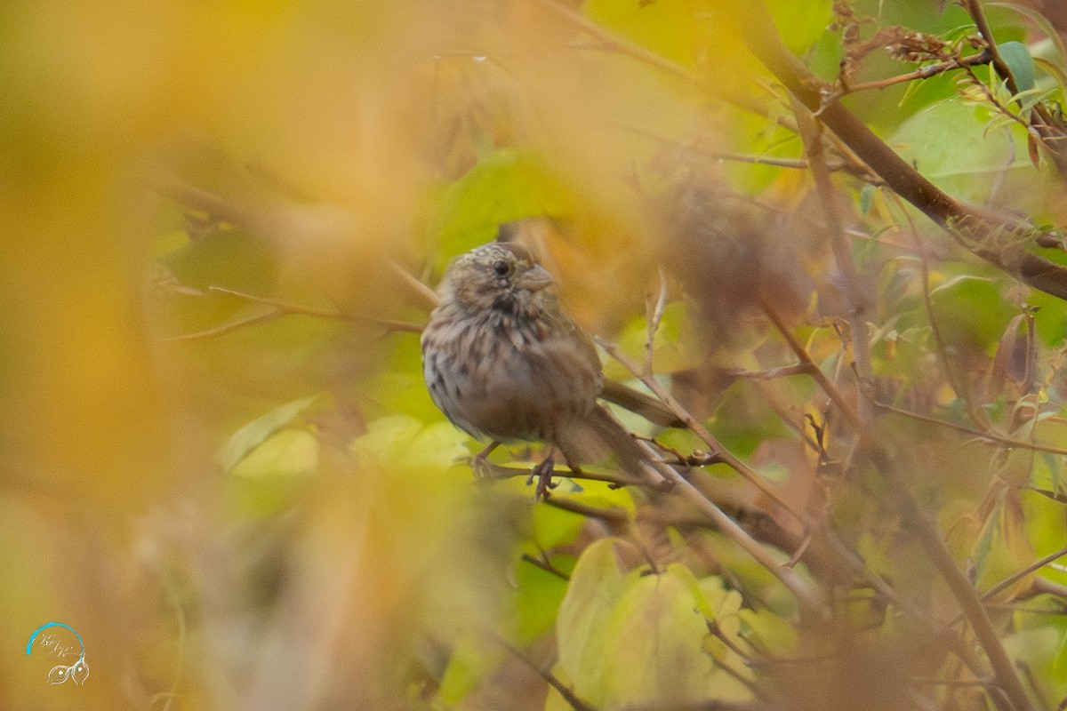 Song Sparrow - ML625405467