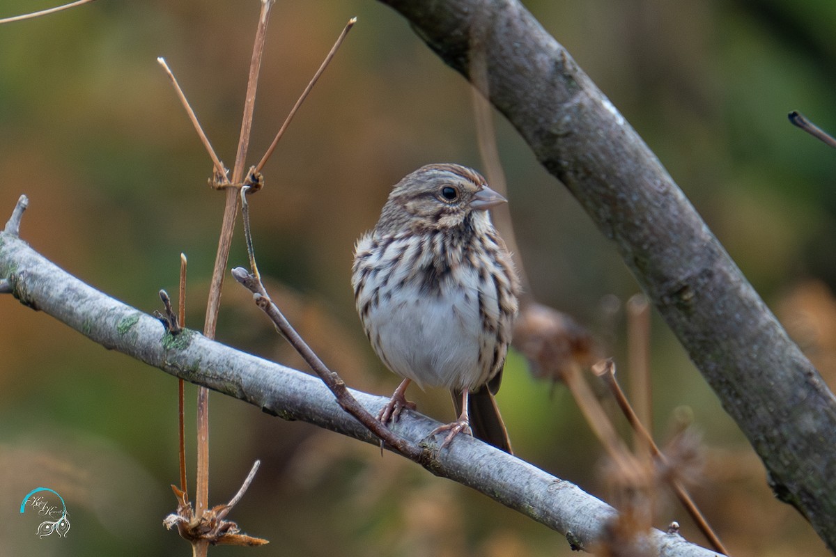 Song Sparrow - ML625405468