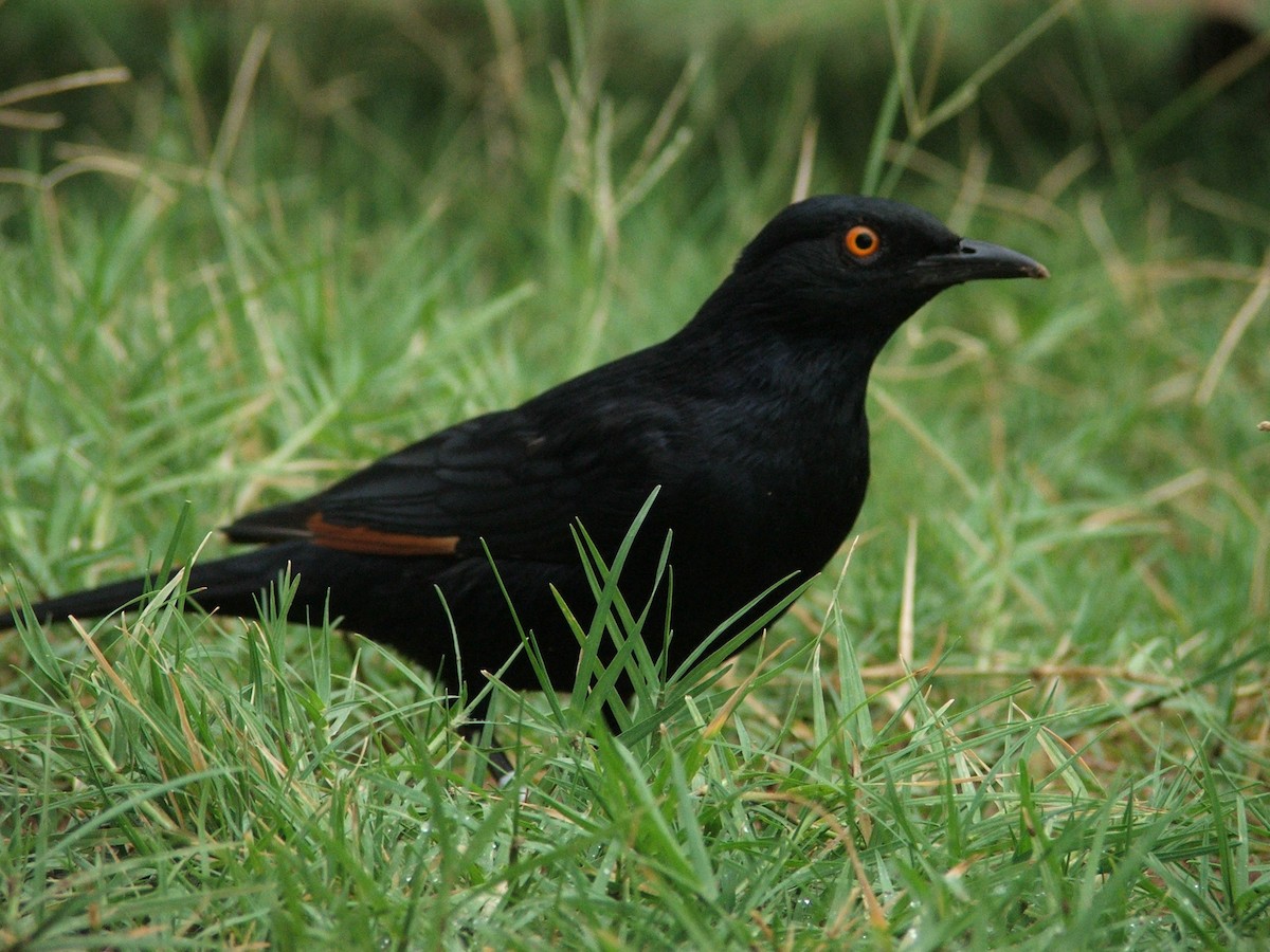 Pale-winged Starling - ML625405470