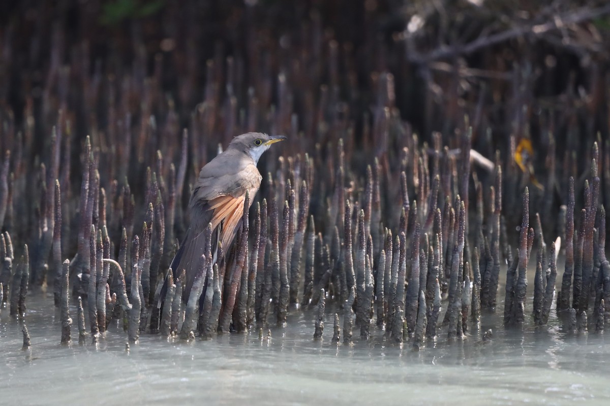 Yellow-billed Cuckoo - ML625405477