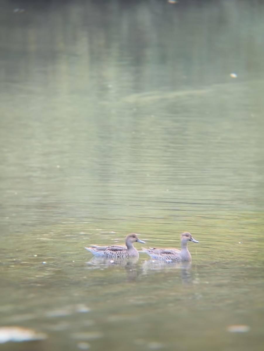 Northern Pintail - ML625405639