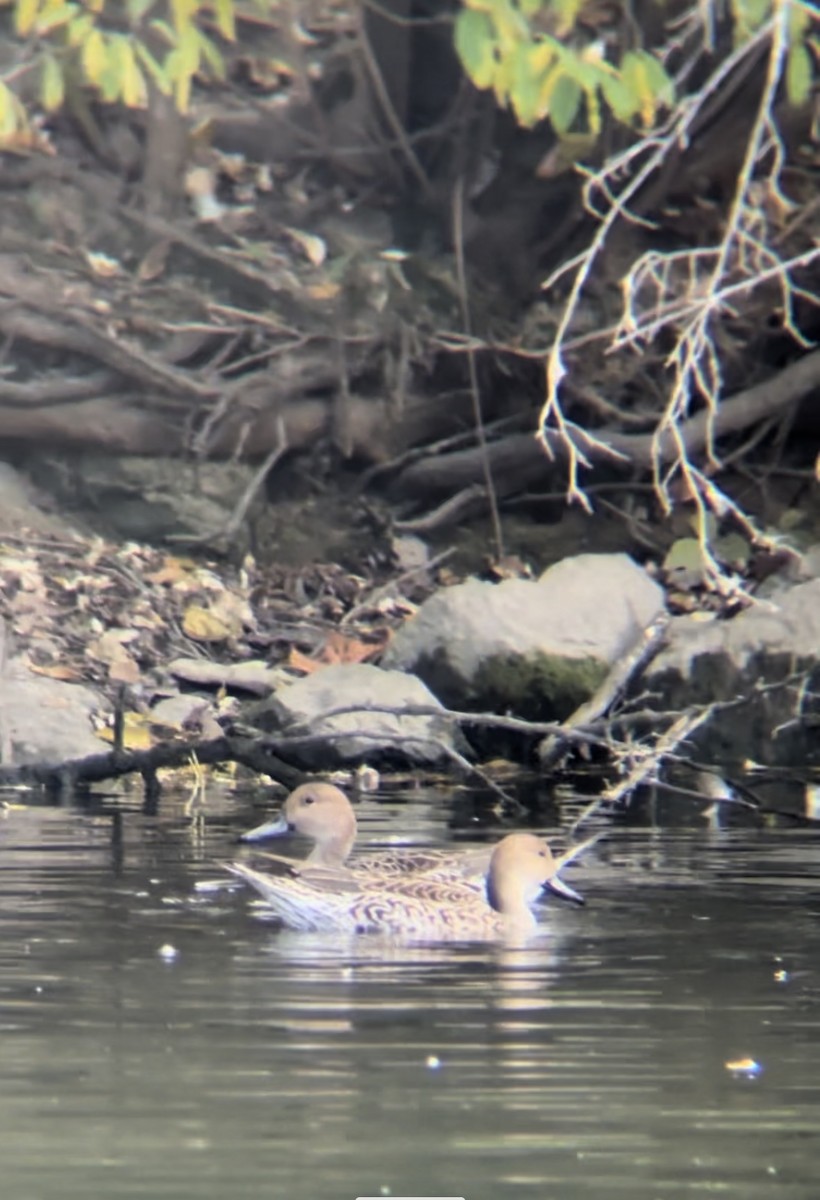 Northern Pintail - ML625405640