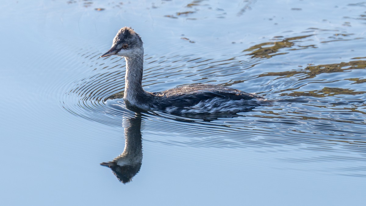 Eared Grebe - Matthew Herron