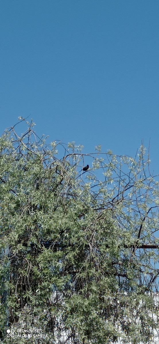 Yellow-winged Blackbird - ML625405796