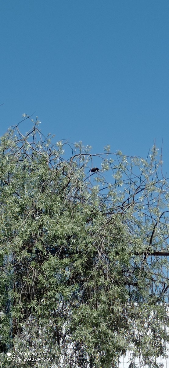 Yellow-winged Blackbird - ML625405797