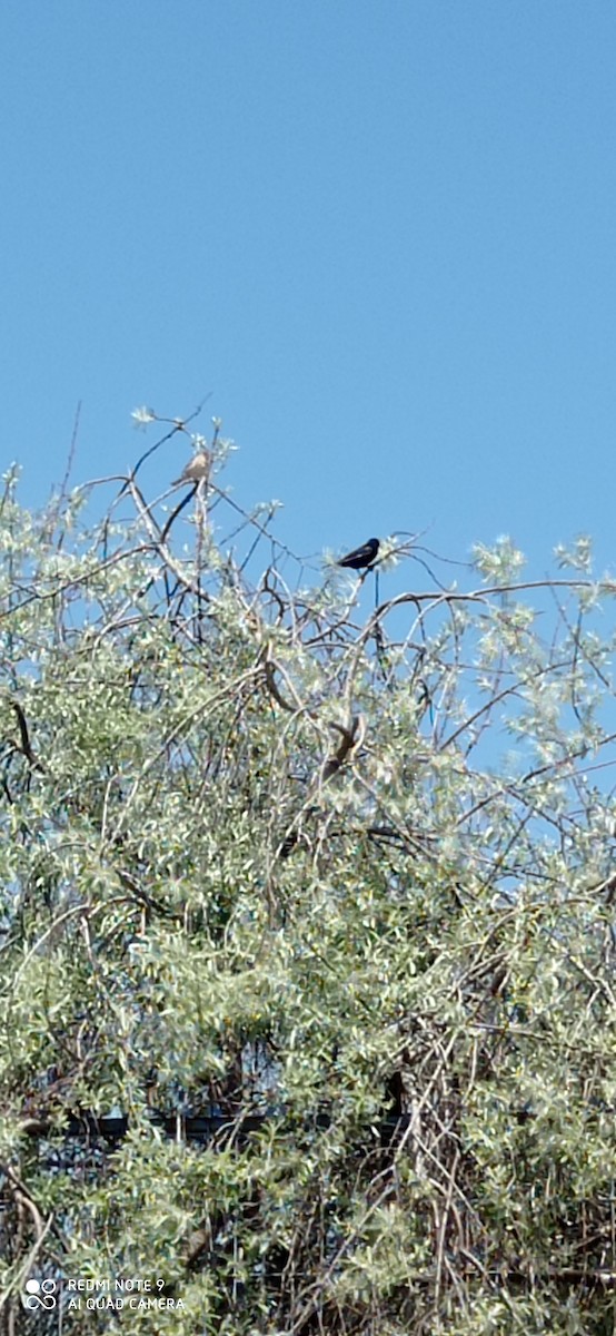 Yellow-winged Blackbird - ML625405798