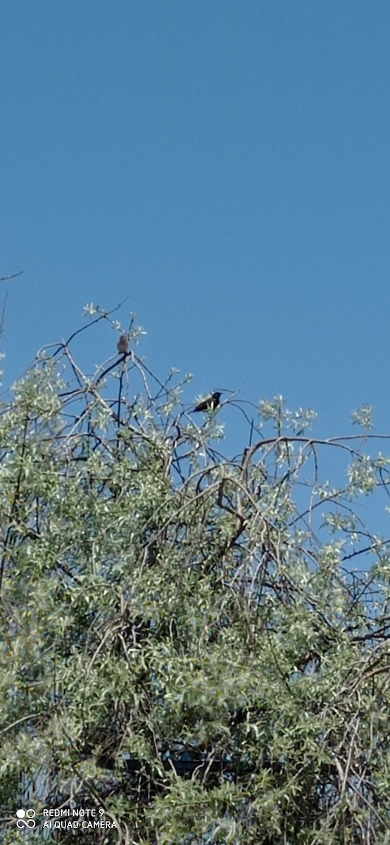 Yellow-winged Blackbird - ML625405799