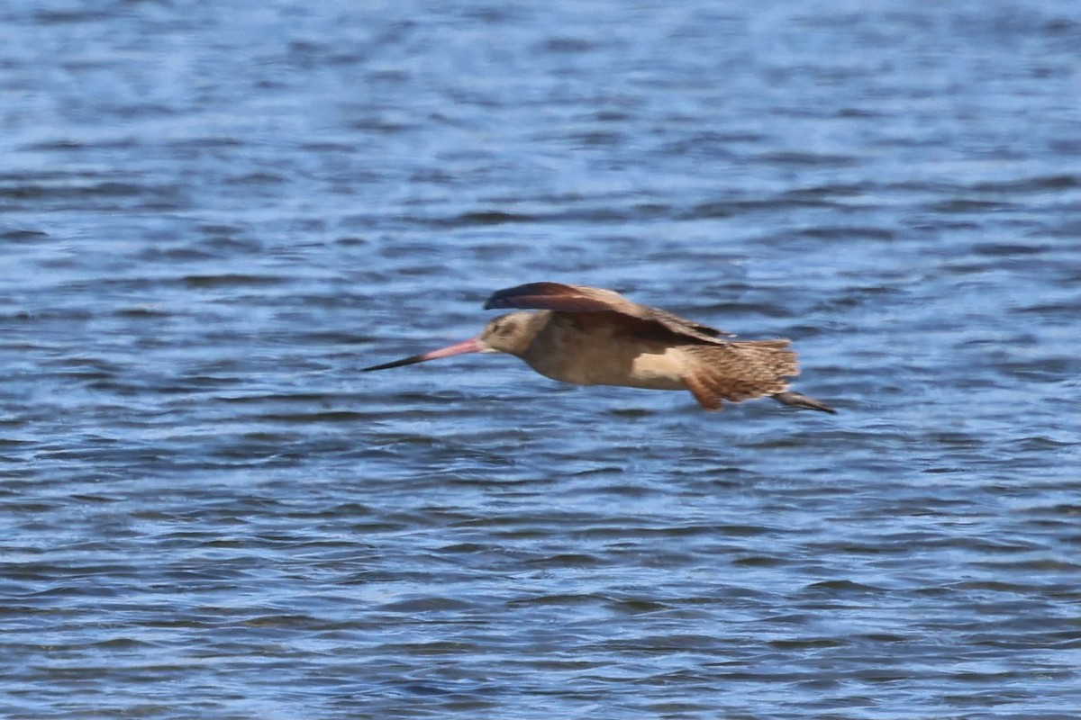 Marbled Godwit - ML625405809