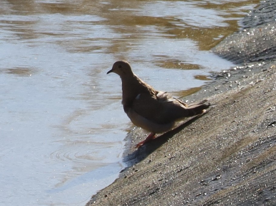 Mourning Dove - ML625405831