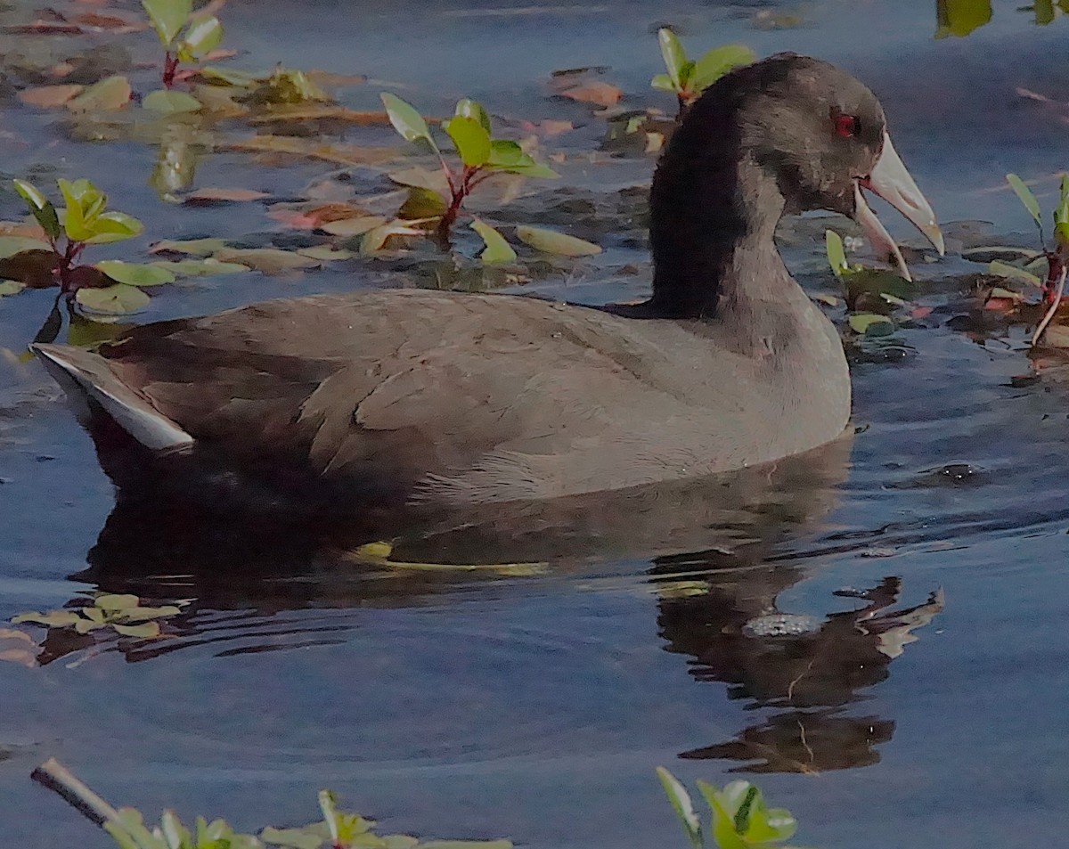 American Coot - Curtis Makamson