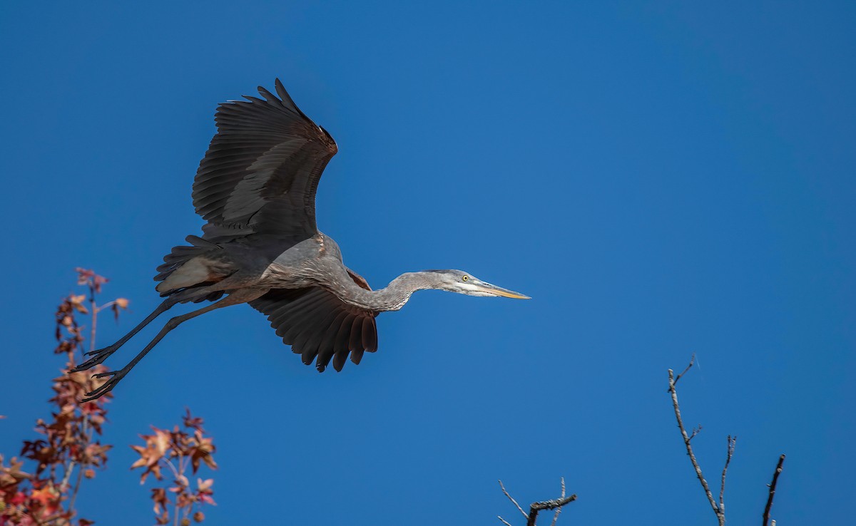 Great Blue Heron - ML625405916