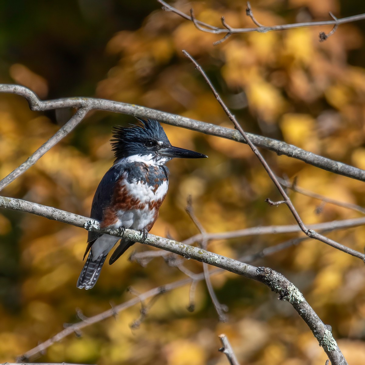 Belted Kingfisher - ML625405926