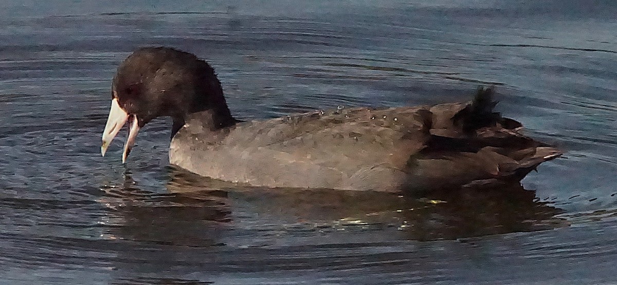 American Coot - Curtis Makamson