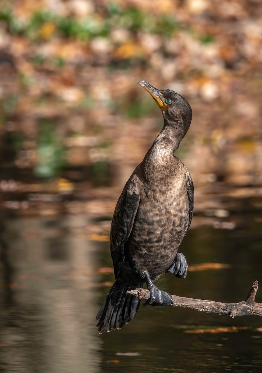 Double-crested Cormorant - ML625406000