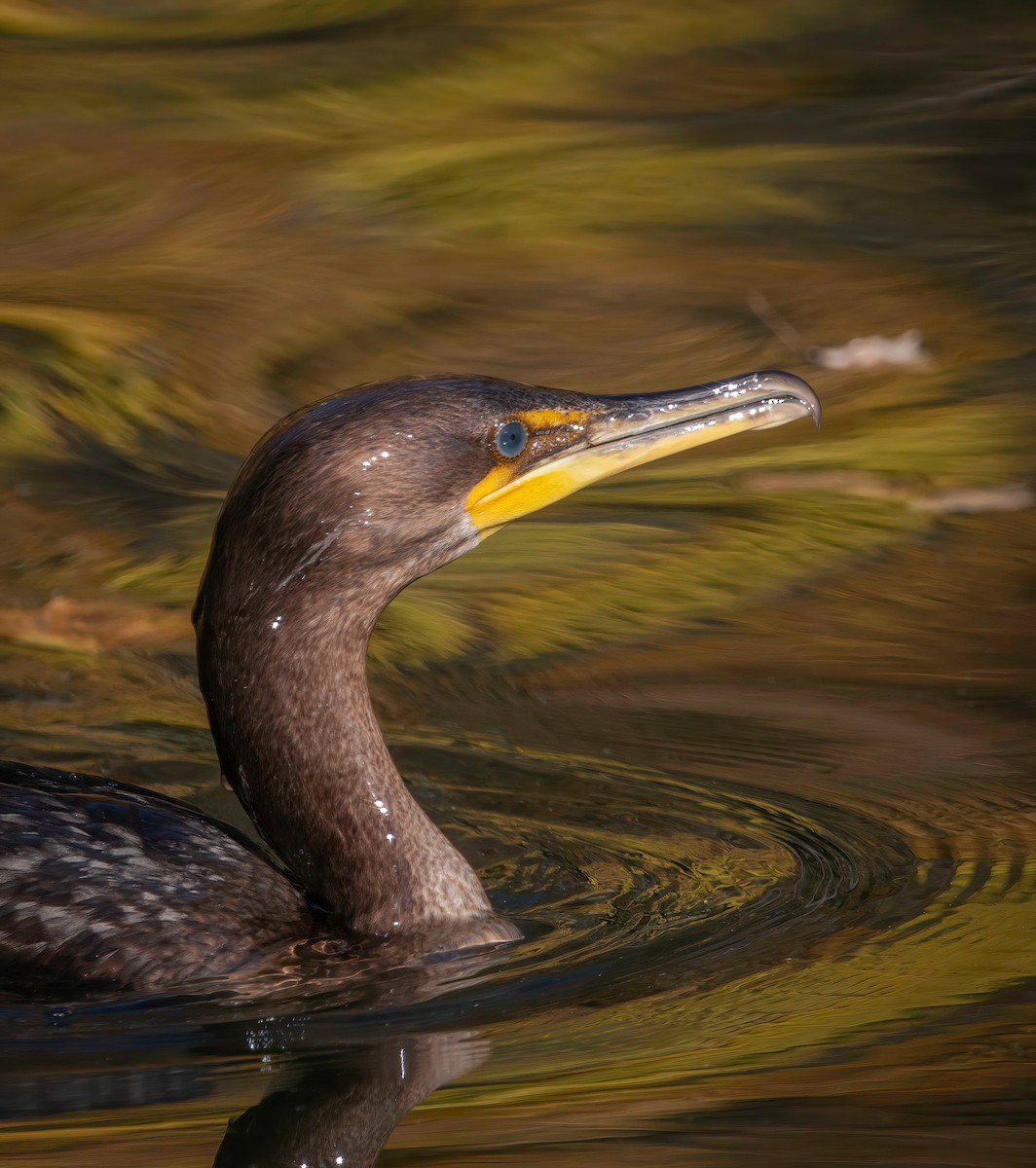 Double-crested Cormorant - ML625406001