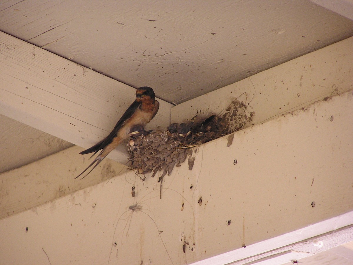 Barn Swallow - ML625406034
