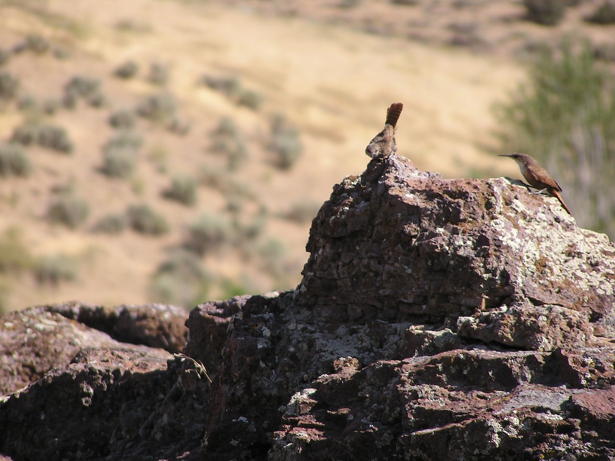 Canyon Wren - ML625406070