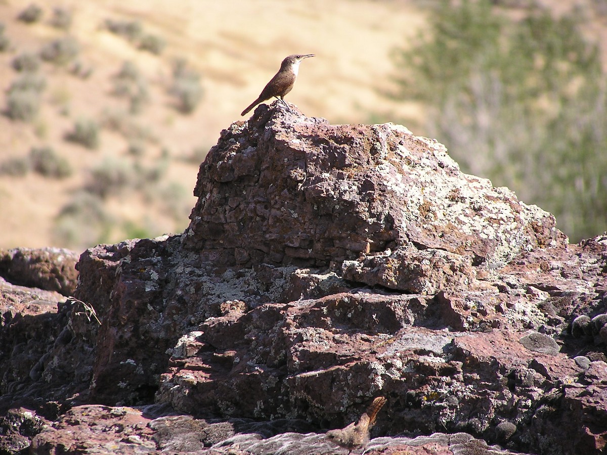 Canyon Wren - ML625406072