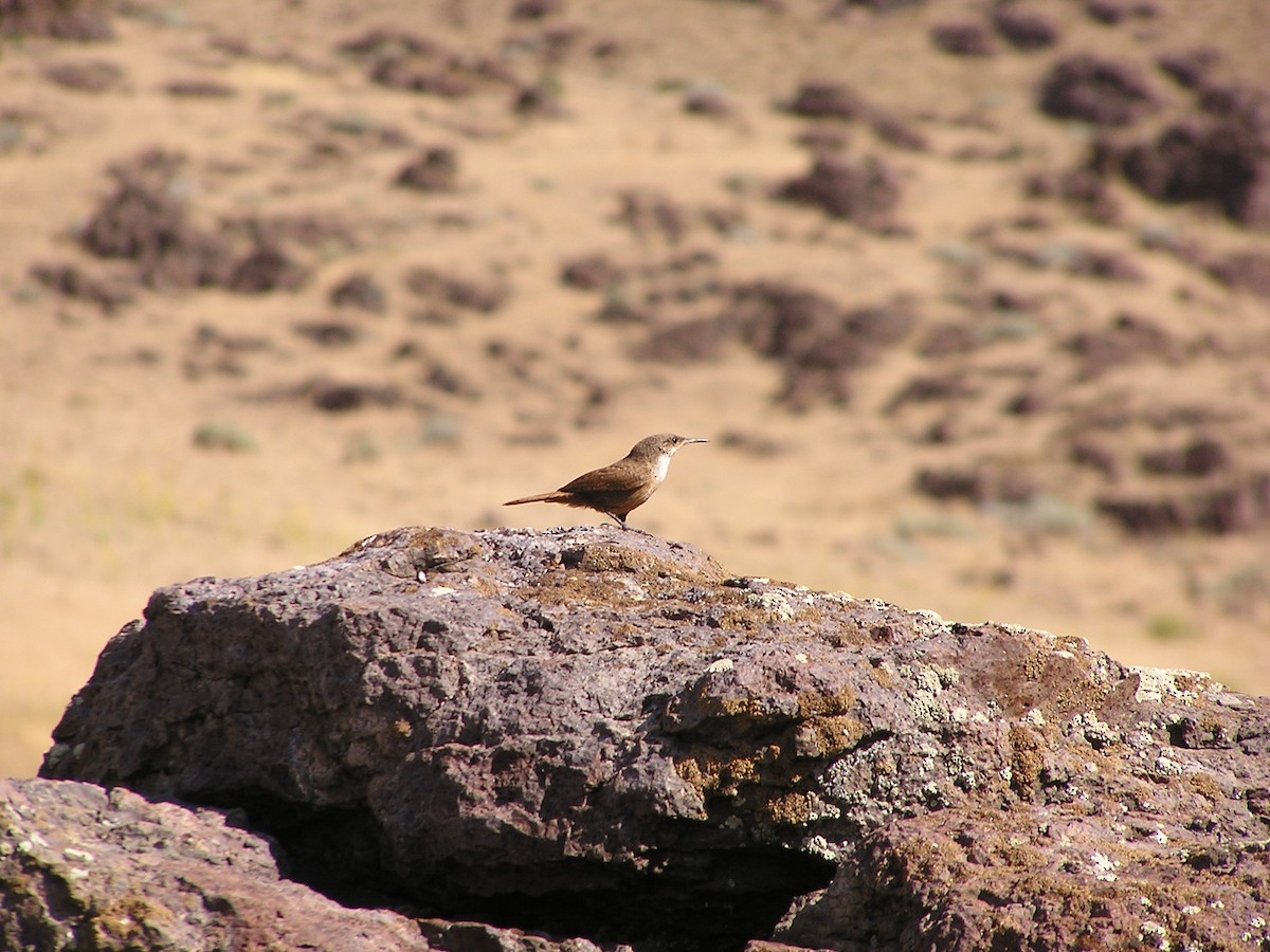 Canyon Wren - ML625406073