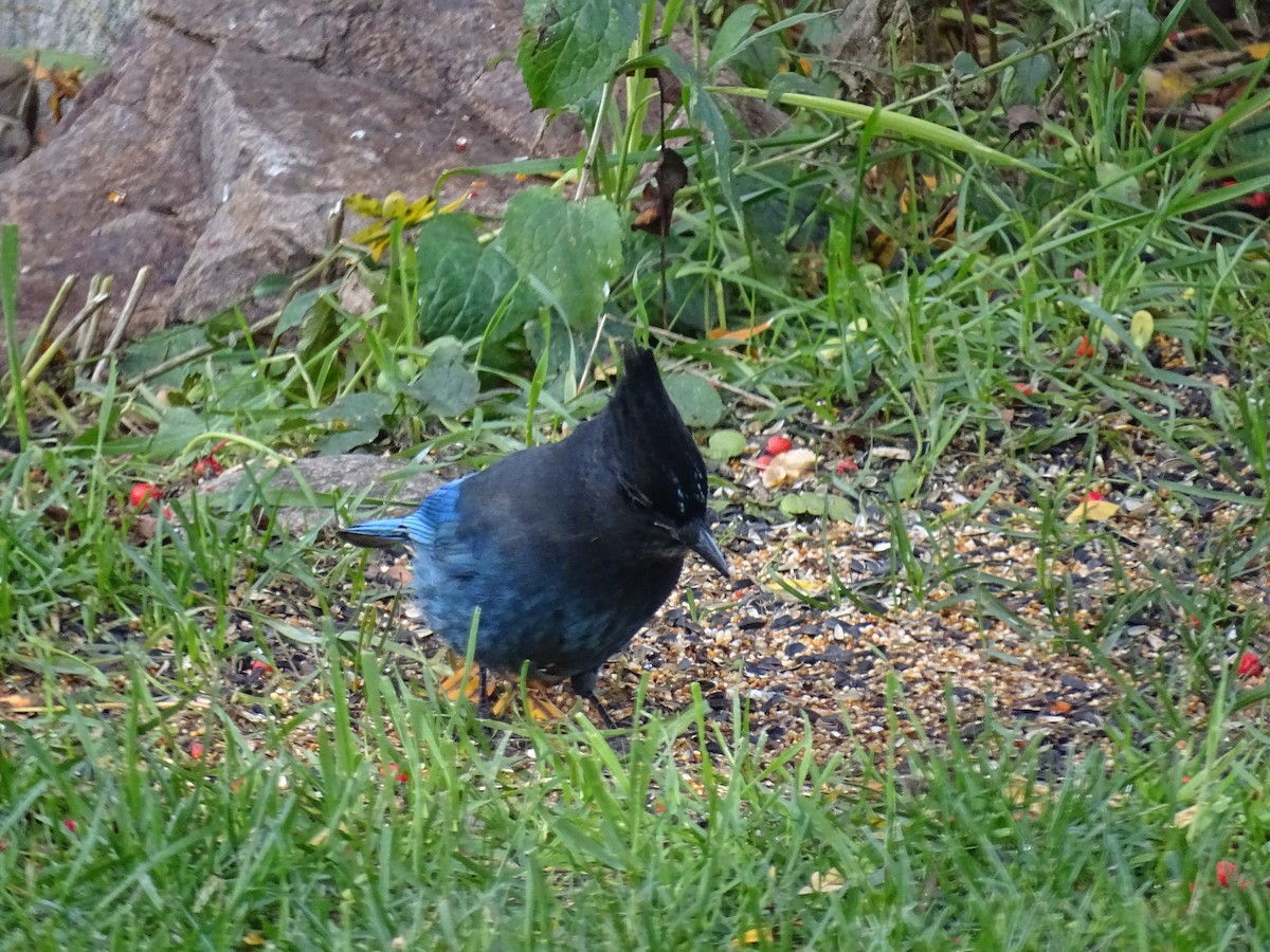 Steller's Jay - ML625406177