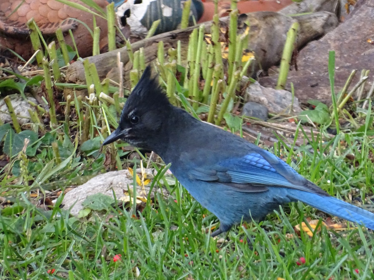 Steller's Jay - ML625406186