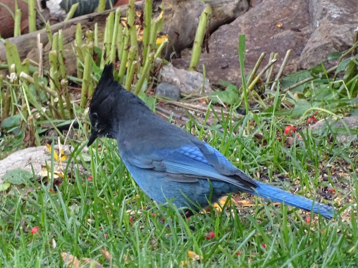 Steller's Jay - ML625406187