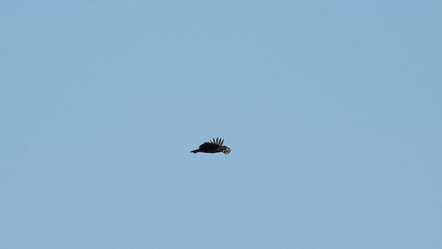 Black Vulture - ML625406205