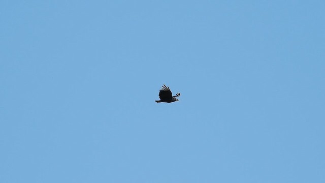 Black Vulture - ML625406213