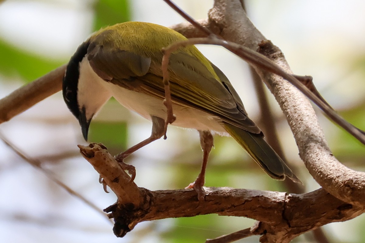 White-throated Honeyeater - ML625406234