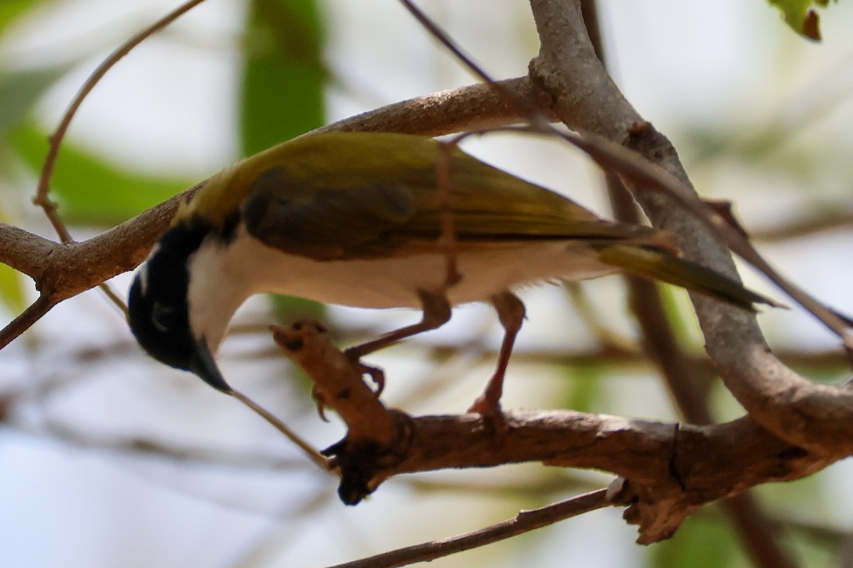 White-throated Honeyeater - ML625406236