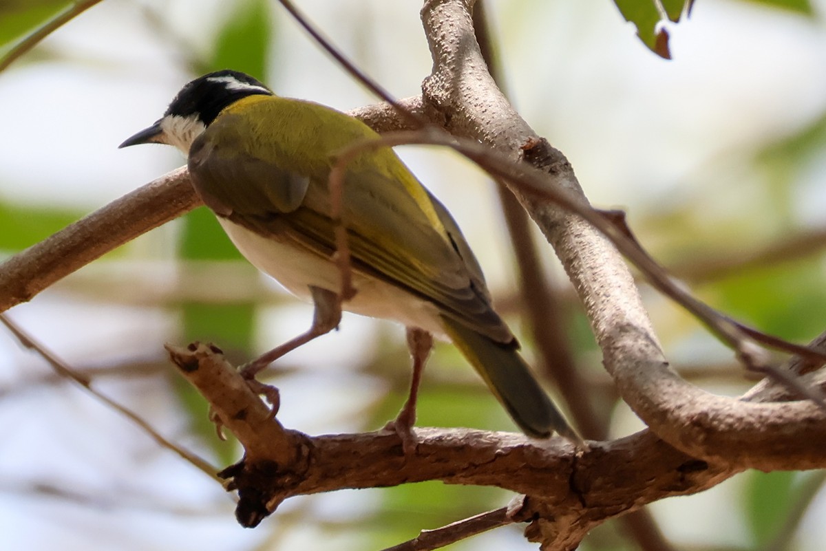 White-throated Honeyeater - ML625406237