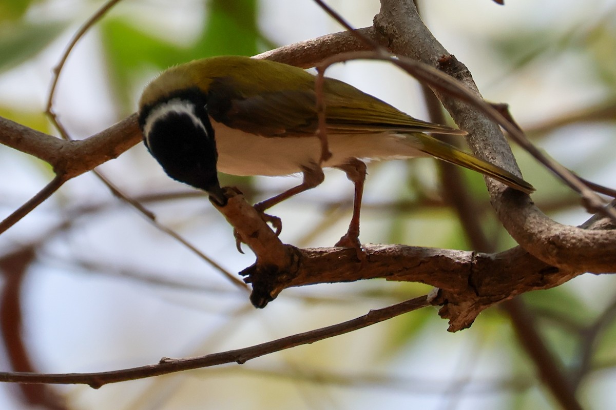 White-throated Honeyeater - ML625406238