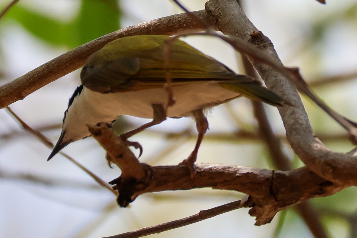 White-throated Honeyeater - ML625406240